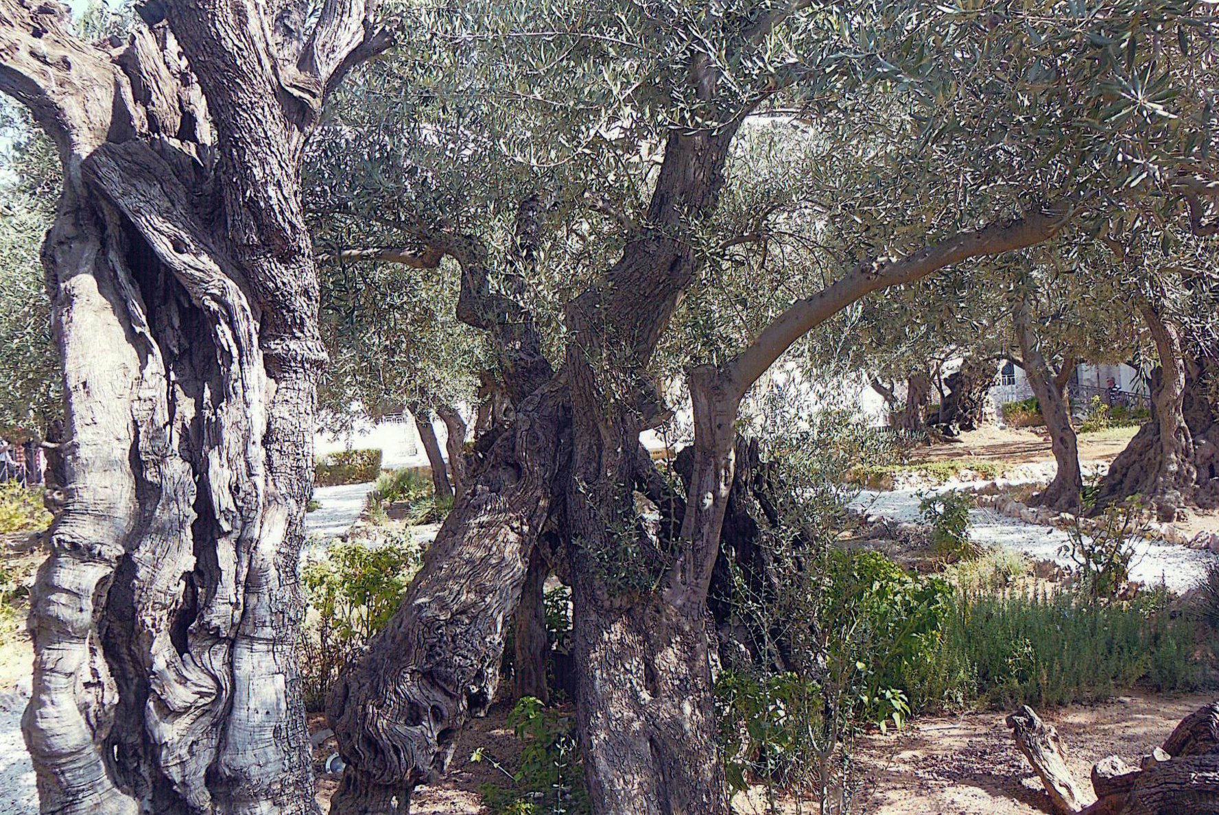 Гефсиманский сад